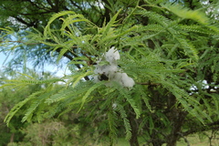 Cephisus siccifolius