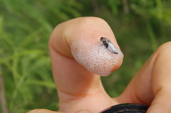 Cephisus siccifolius