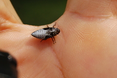 Cephisus siccifolius