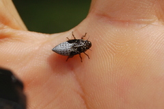 Cephisus siccifolius