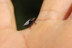 Cephisus siccifolius