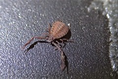 Pseudogarypus