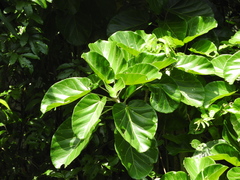 Ficus ypsilophlebia