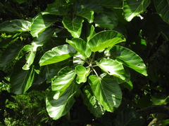 Ficus ypsilophlebia