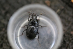 Abax ovalis