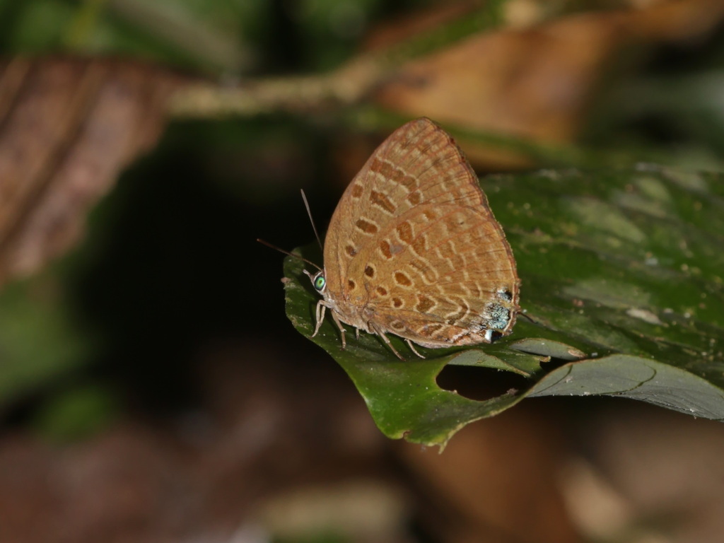 Zambra Oakblue