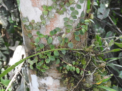 Codonanthe