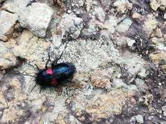 Astylus aulicus