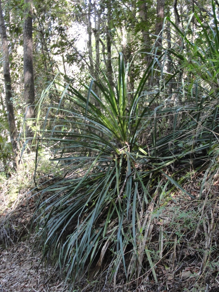 Greigia sphacelata from Reserva Los Ruiles - Reserva Nacional Los ...