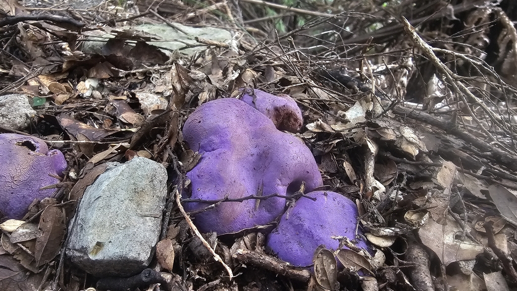 Gallacea scleroderma · August 2025 · photo: © henryahh (iNaturalist, cc0)