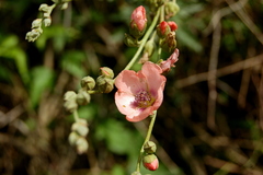 Sphaeralcea chenopodifolia