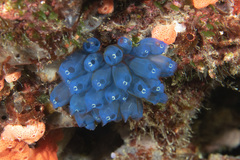 Clavelina