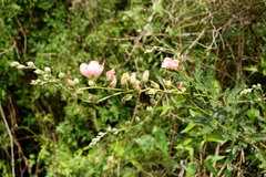 Sphaeralcea chenopodifolia
