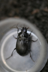 Abax ovalis