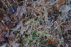 Microstegium vimineum