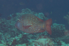 Lethrinus erythracanthus