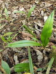 Platanthera flava flava
