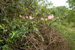 Sphaeralcea chenopodifolia