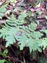 Osmunda japonica
