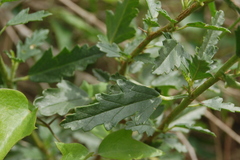 Sphaeralcea chenopodifolia