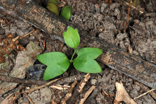 spiny hackberry