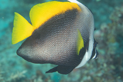 Heniochus singularius