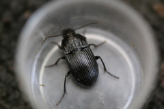 Abax ovalis