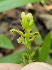 Platanthera flava flava