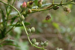 Sphaeralcea chenopodifolia