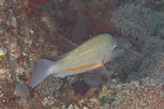 Lethrinus obsoletus