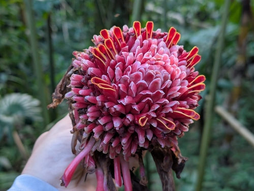 Etlingera elatior observed 2025-08-05