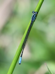 Acanthagrion