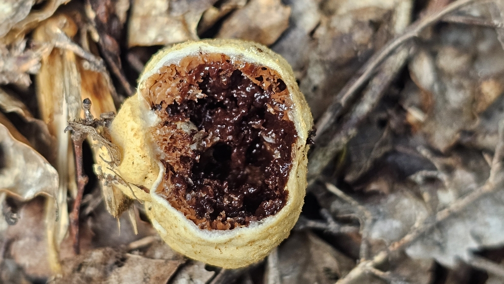 Cortinarius cartilagineus · August 2025 · photo: © henryahh (iNaturalist, cc0)