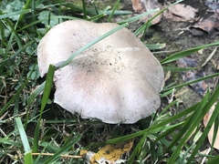 Agaricus braendlei