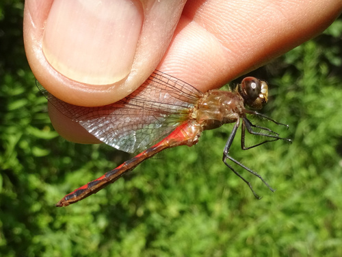 Ruby Meadowhawk photo 4