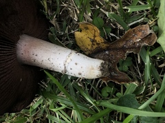 Agaricus braendlei