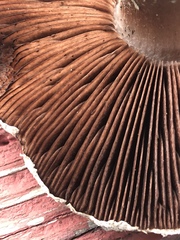Agaricus braendlei