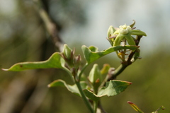 Araujia brachystephana