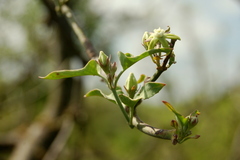 Araujia brachystephana