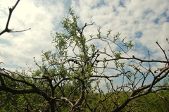 Araujia brachystephana