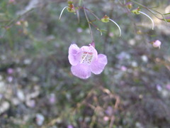 Agalinis edwardsiana