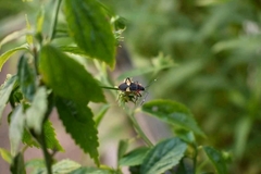 Dysdercus albofasciatus