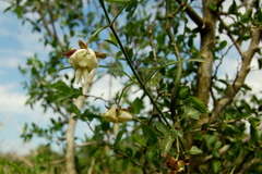Araujia angustifolia