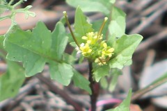 Sisymbrium erysimoides