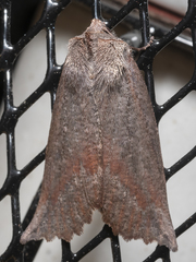 Nisista