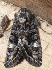 Neumichtis spumigera