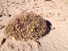 Maihueniopsis