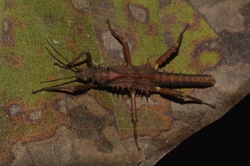 Tisamenus heitzmanni