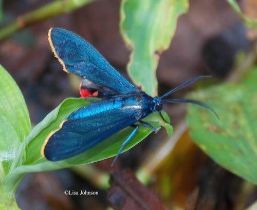 Ctenucha quadricolor