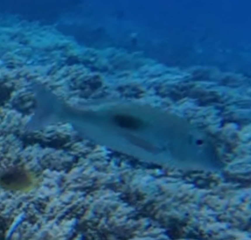 Thumbprint Emperor (Lethrinus harak) — recorded at Halik And Deep Halik